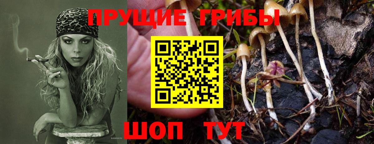 Псилоцибиновые грибы GOLDEN TEACHER  Галлюциногенные грибы MAGIC MUSHROOMS  Санкт-Петербург  закладка  Вход с VPN 